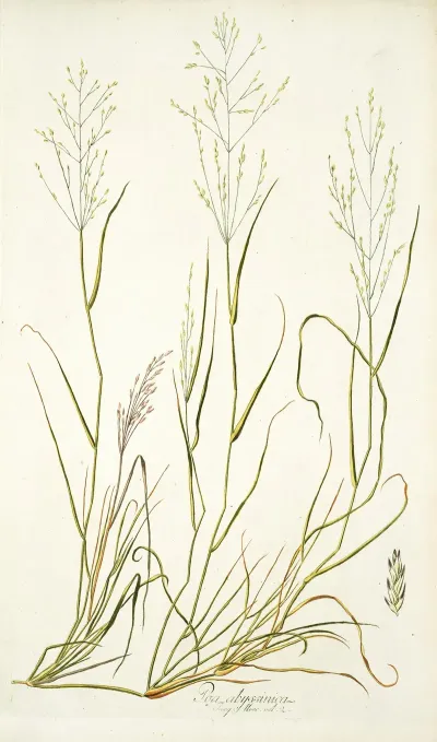 Poa Abyssinica