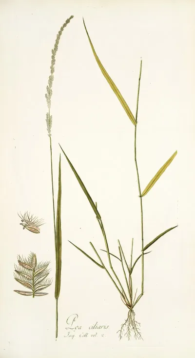 Poa Ciliaris