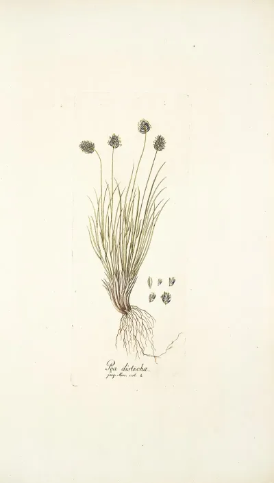 Poa Disticha