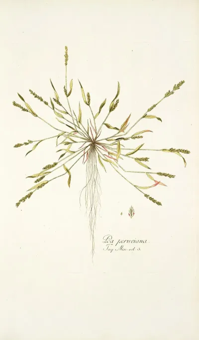 Poa Peruviana