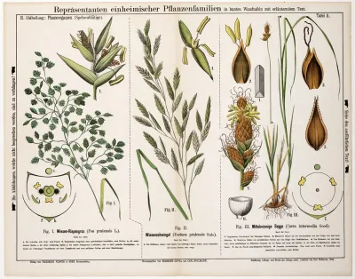 Poa Pratensis Festuca Pratensi Carex Intermedia Veldbeemdgras Zwenkgras Tweerijige Zegge