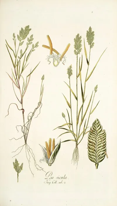 Poa Sicula