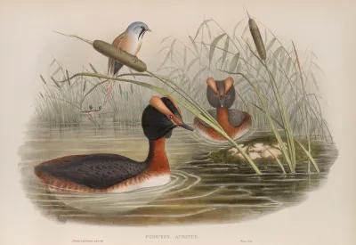 Podiceps Auritus Horned Grebe