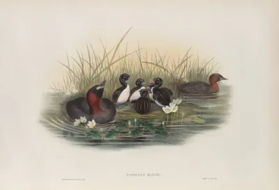 Podiceps Minor Little Grebe Or Dabchik