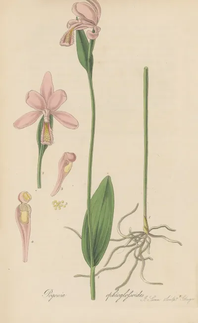 Pogonia Ophioglossoides