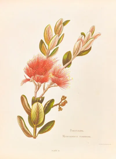 Pohotukawa Metrosideros Tomentosa