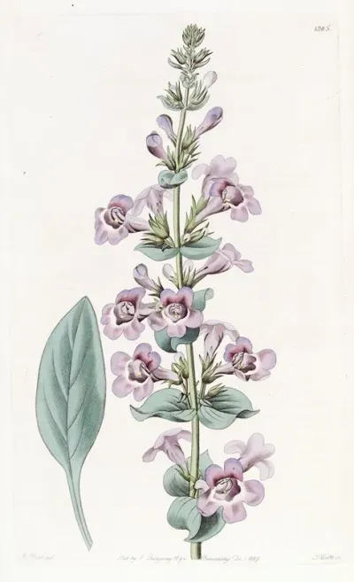 Pointed Leaved Pentstemon