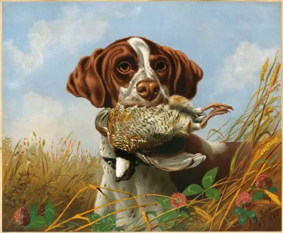 Pointer And Quail