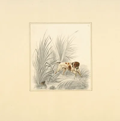 Pointer Looking At Gamebird