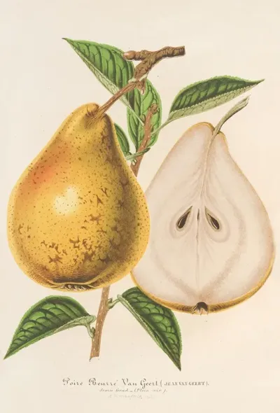 Poire Beurre Jean Van Geert