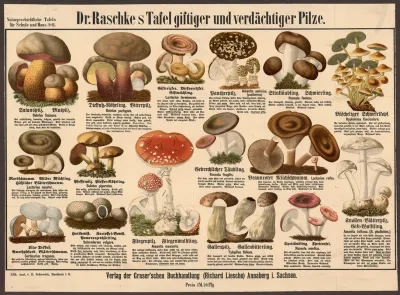 Poisonous And Suspicious Mushrooms