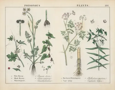 Poisonous Plants Bryony Waterdropwort Caper Spurge