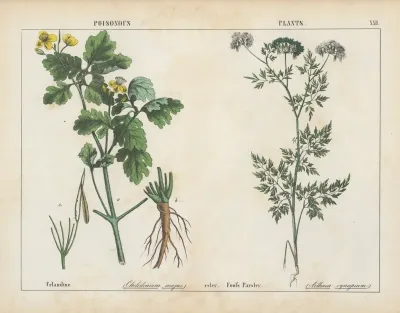 Poisonous Plants Celandine Fools Parsley