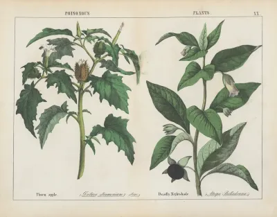 Poisonous Plants Thorn Apple Deadly Nightshade