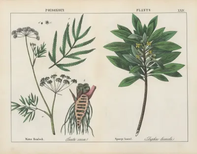 Poisonous Plants Water Hemlock Spurge Laurel