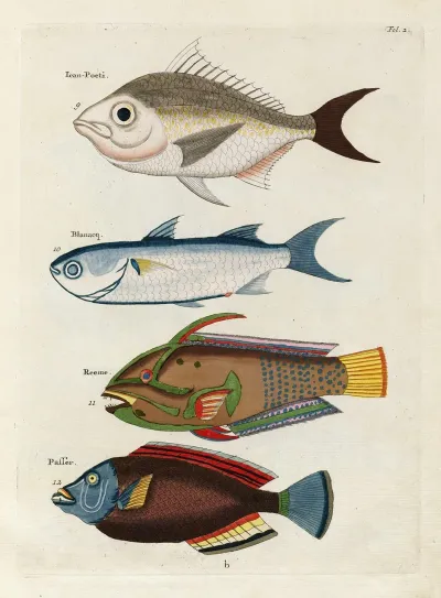Poissons Ecrevisses Et Crabes De Diverses Couleurs Et Figures Extraordinaires Pl 002
