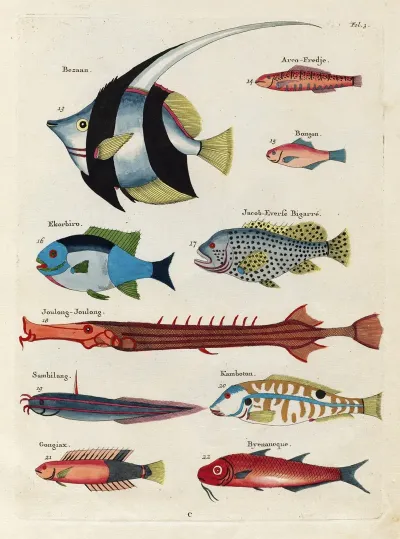Poissons Ecrevisses Et Crabes De Diverses Couleurs Et Figures Extraordinaires Pl 003