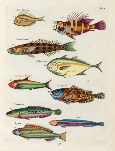 Poissons Ecrevisses Et Crabes De Diverses Couleurs Et Figures Extraordinaires Pl 006