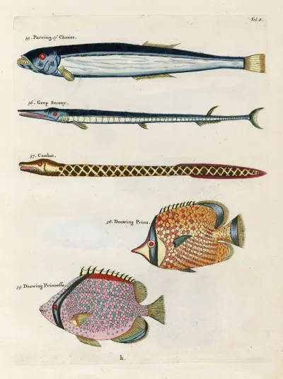 Poissons Ecrevisses Et Crabes De Diverses Couleurs Et Figures Extraordinaires Pl 008
