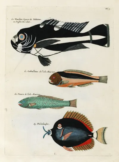 Poissons Ecrevisses Et Crabes De Diverses Couleurs Et Figures Extraordinaires Pl 009
