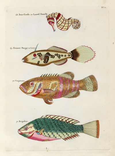 Poissons Ecrevisses Et Crabes De Diverses Couleurs Et Figures Extraordinaires Pl 011