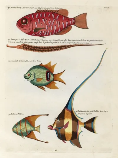 Poissons Ecrevisses Et Crabes De Diverses Couleurs Et Figures Extraordinaires Pl 012