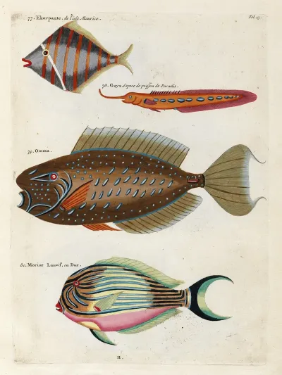 Poissons Ecrevisses Et Crabes De Diverses Couleurs Et Figures Extraordinaires Pl 013