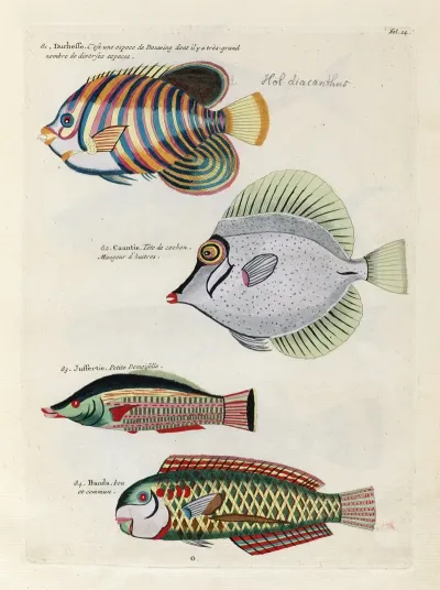 Poissons Ecrevisses Et Crabes De Diverses Couleurs Et Figures Extraordinaires Pl 014