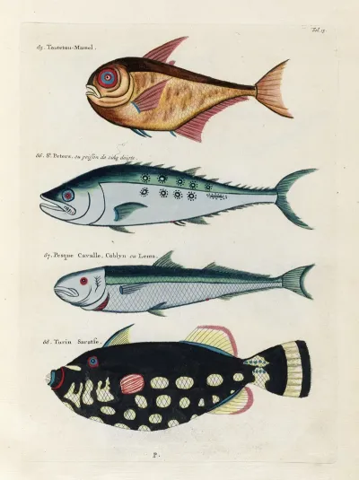 Poissons Ecrevisses Et Crabes De Diverses Couleurs Et Figures Extraordinaires Pl 015