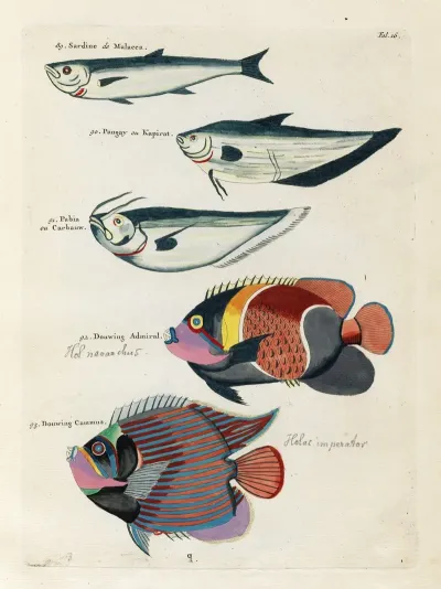Poissons Ecrevisses Et Crabes De Diverses Couleurs Et Figures Extraordinaires Pl 016