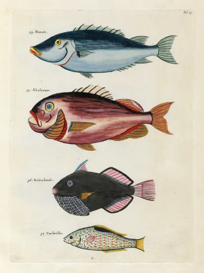 Poissons Ecrevisses Et Crabes De Diverses Couleurs Et Figures Extraordinaires Pl 017