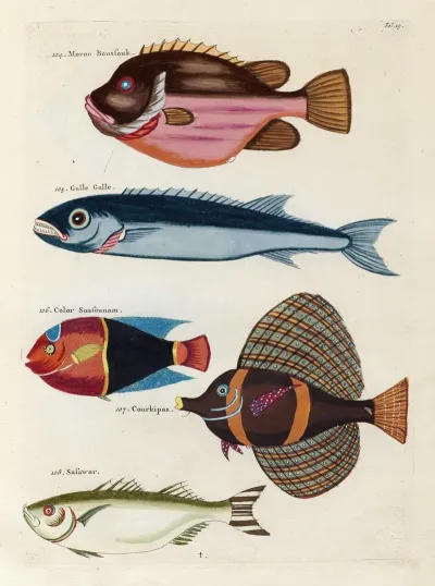 Poissons Ecrevisses Et Crabes De Diverses Couleurs Et Figures Extraordinaires Pl 019