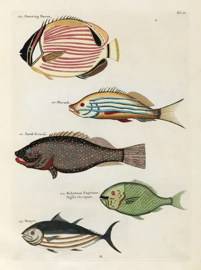 Poissons Ecrevisses Et Crabes De Diverses Couleurs Et Figures Extraordinaires Pl 020