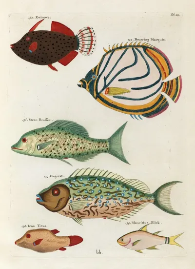 Poissons Ecrevisses Et Crabes De Diverses Couleurs Et Figures Extraordinaires Pl 025