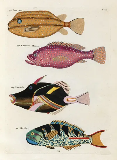 Poissons Ecrevisses Et Crabes De Diverses Couleurs Et Figures Extraordinaires Pl 028