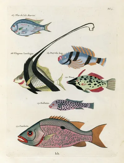 Poissons Ecrevisses Et Crabes De Diverses Couleurs Et Figures Extraordinaires Pl 031