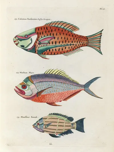 Poissons Ecrevisses Et Crabes De Diverses Couleurs Et Figures Extraordinaires Pl 032