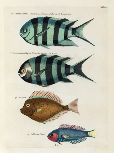 Poissons Ecrevisses Et Crabes De Diverses Couleurs Et Figures Extraordinaires Pl 033