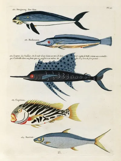Poissons Ecrevisses Et Crabes De Diverses Couleurs Et Figures Extraordinaires Pl 034