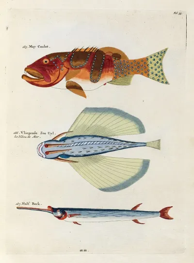 Poissons Ecrevisses Et Crabes De Diverses Couleurs Et Figures Extraordinaires Pl 035