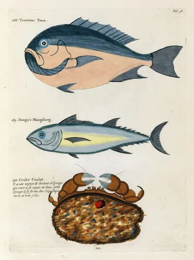 Poissons Ecrevisses Et Crabes De Diverses Couleurs Et Figures Extraordinaires Pl 036