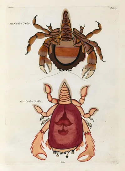 Poissons Ecrevisses Et Crabes De Diverses Couleurs Et Figures Extraordinaires Pl 037