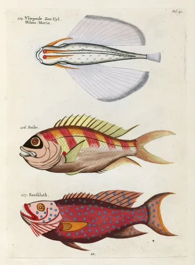 Poissons Ecrevisses Et Crabes De Diverses Couleurs Et Figures Extraordinaires Pl 041