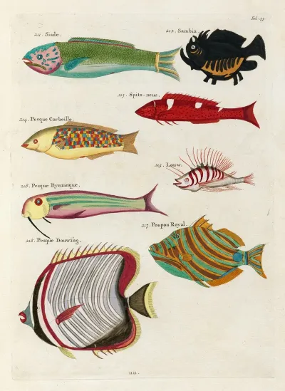 Poissons Ecrevisses Et Crabes De Diverses Couleurs Et Figures Extraordinaires Pl 043