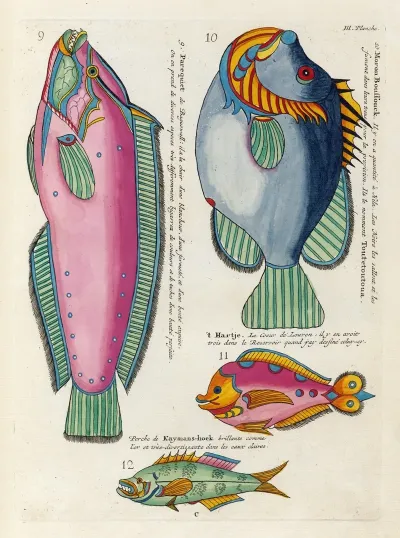 Poissons Ecrevisses Et Crabes De Diverses Couleurs Et Figures Extraordinaires Pl 046