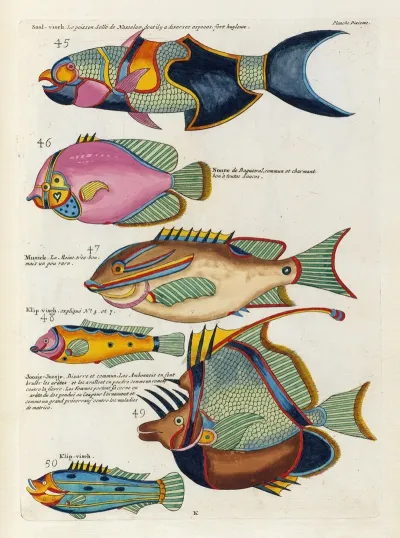 Poissons Ecrevisses Et Crabes De Diverses Couleurs Et Figures Extraordinaires Pl 053