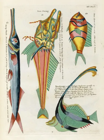 Poissons Ecrevisses Et Crabes De Diverses Couleurs Et Figures Extraordinaires Pl 057