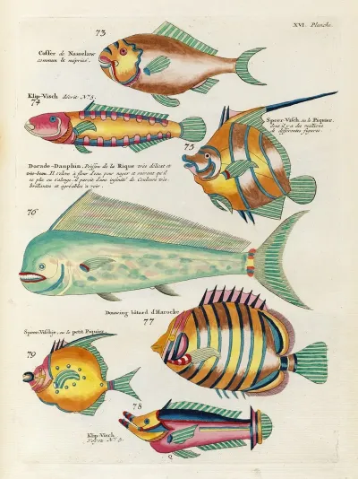 Poissons Ecrevisses Et Crabes De Diverses Couleurs Et Figures Extraordinaires Pl 059