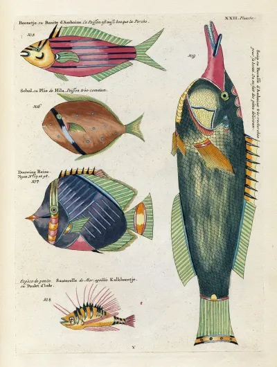 Poissons Ecrevisses Et Crabes De Diverses Couleurs Et Figures Extraordinaires Pl 065