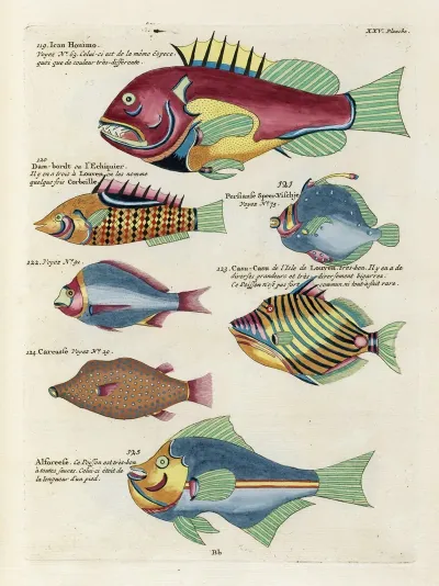 Poissons Ecrevisses Et Crabes De Diverses Couleurs Et Figures Extraordinaires Pl 068